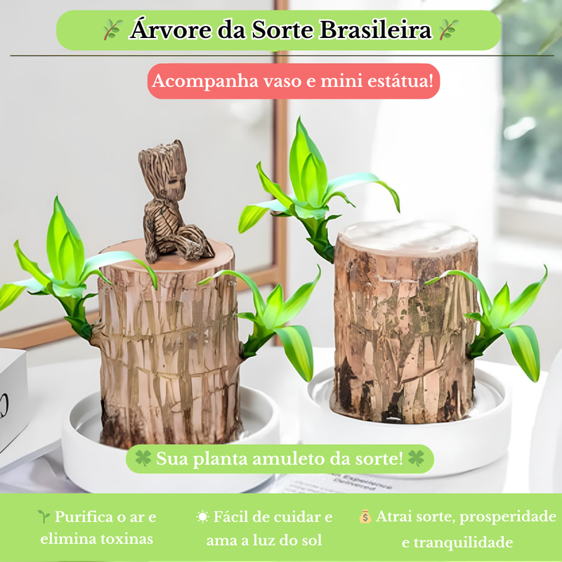 Planta Madeira Brasileira Sorte + Monge de Brinde